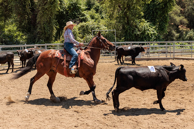 %_tempFileNameVPR_cow_sorting_June_2024-16%