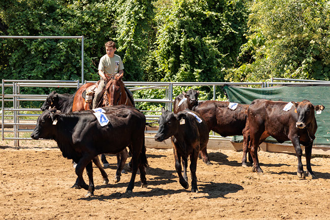 %_tempFileNameVPR_cow_sorting_June_2024-2%