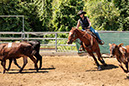 %_tempFileNameVPR_cow_sorting_June_2024-1%