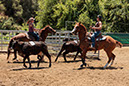 %_tempFileNameVPR_cow_sorting_June_2024-10%