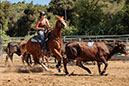 %_tempFileNameVPR_cow_sorting_June_2024-102%