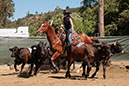 %_tempFileNameVPR_cow_sorting_June_2024-108%