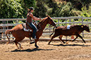 %_tempFileNameVPR_cow_sorting_June_2024-11%