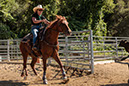 %_tempFileNameVPR_cow_sorting_June_2024-114%