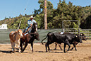 %_tempFileNameVPR_cow_sorting_June_2024-115%
