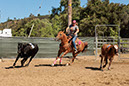 %_tempFileNameVPR_cow_sorting_June_2024-117%
