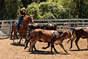 %_tempFileNameVPR_cow_sorting_June_2024-13%