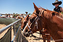 %_tempFileNameVPR_cow_sorting_June_2024-14%