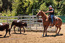 %_tempFileNameVPR_cow_sorting_June_2024-15%
