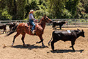 %_tempFileNameVPR_cow_sorting_June_2024-16%