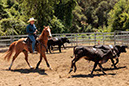 %_tempFileNameVPR_cow_sorting_June_2024-17%