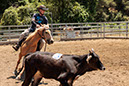 %_tempFileNameVPR_cow_sorting_June_2024-19%