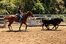 %_tempFileNameVPR_cow_sorting_June_2024-21%