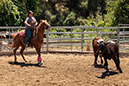 %_tempFileNameVPR_cow_sorting_June_2024-22%