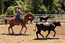 %_tempFileNameVPR_cow_sorting_June_2024-23%