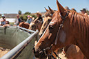 %_tempFileNameVPR_cow_sorting_June_2024-26%
