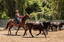 %_tempFileNameVPR_cow_sorting_June_2024-31%