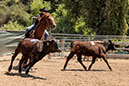 %_tempFileNameVPR_cow_sorting_June_2024-32%