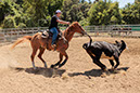 %_tempFileNameVPR_cow_sorting_June_2024-35%