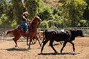 %_tempFileNameVPR_cow_sorting_June_2024-36%