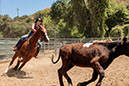 %_tempFileNameVPR_cow_sorting_June_2024-37%
