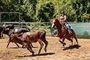 %_tempFileNameVPR_cow_sorting_June_2024-4%