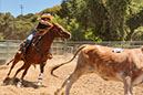%_tempFileNameVPR_cow_sorting_June_2024-40%