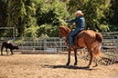 %_tempFileNameVPR_cow_sorting_June_2024-42%