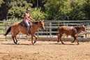 %_tempFileNameVPR_cow_sorting_June_2024-43%