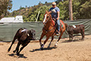 %_tempFileNameVPR_cow_sorting_June_2024-45%
