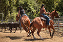 %_tempFileNameVPR_cow_sorting_June_2024-48%