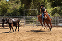%_tempFileNameVPR_cow_sorting_June_2024-49%