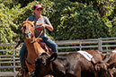 %_tempFileNameVPR_cow_sorting_June_2024-56%