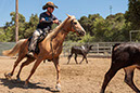 %_tempFileNameVPR_cow_sorting_June_2024-57%
