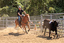%_tempFileNameVPR_cow_sorting_June_2024-58%
