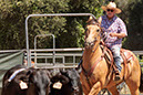 %_tempFileNameVPR_cow_sorting_June_2024-59%