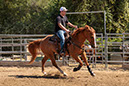 %_tempFileNameVPR_cow_sorting_June_2024-62%