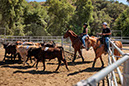 %_tempFileNameVPR_cow_sorting_June_2024-63%