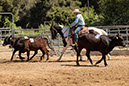 %_tempFileNameVPR_cow_sorting_June_2024-66%