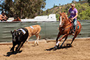 %_tempFileNameVPR_cow_sorting_June_2024-68%