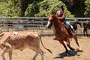 %_tempFileNameVPR_cow_sorting_June_2024-7%