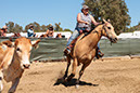 %_tempFileNameVPR_cow_sorting_June_2024-72%