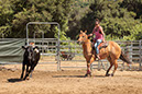 %_tempFileNameVPR_cow_sorting_June_2024-73%