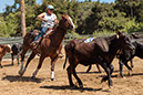 %_tempFileNameVPR_cow_sorting_June_2024-75%
