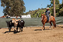 %_tempFileNameVPR_cow_sorting_June_2024-79%