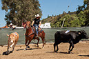 %_tempFileNameVPR_cow_sorting_June_2024-84%