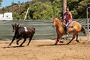 %_tempFileNameVPR_cow_sorting_June_2024-91%