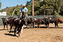%_tempFileNameVPR_cow_sorting_June_2024-93%