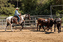%_tempFileNameVPR_cow_sorting_June_2024-96%