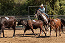 %_tempFileNameVPR_cow_sorting_June_2024-97%